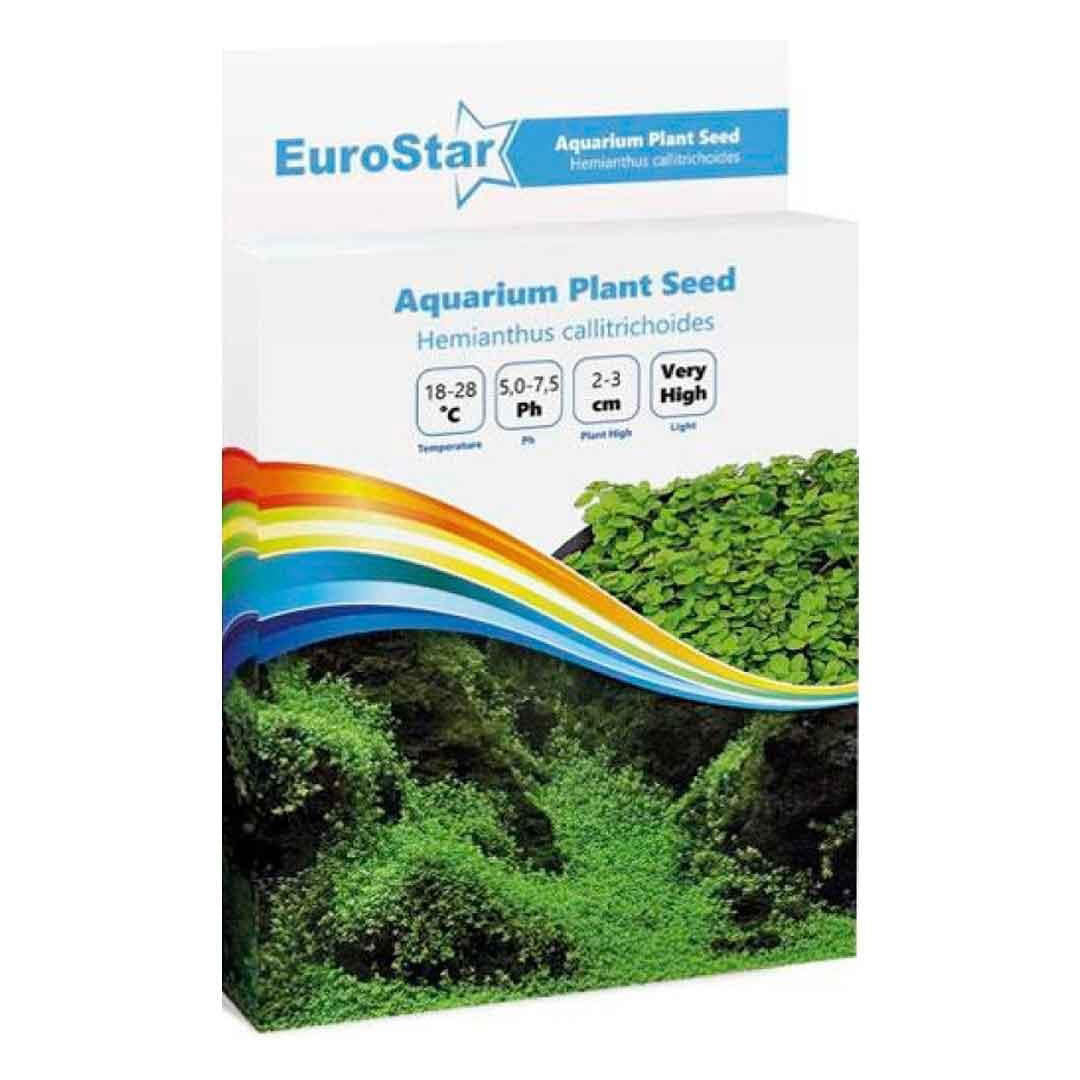 Eurostar Bitki Tohumu Hemianthus Callitrichoides